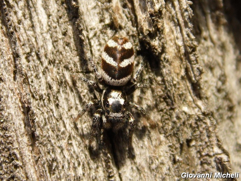 Serie di Araneae del Parco del Ticino